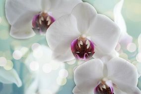 photo of natural orchid with purple mid