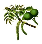 Unripe walnut clipart