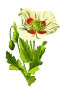 opium poppy drawing