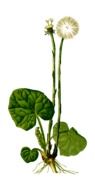 Herbal Medicinal Plant