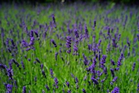 lavender purple field close up