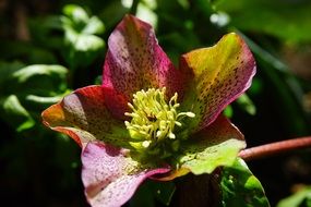 christmas rose in sunshine