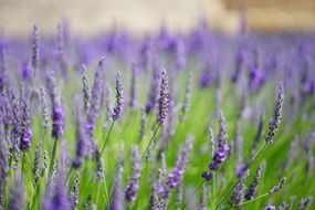 blurred lavender purple field