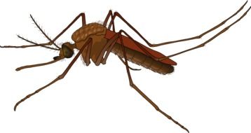 brown mosquito as a graphic image