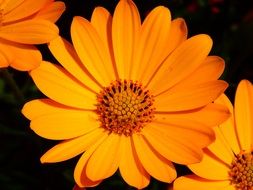 Closeup photo of marigold blossoms