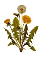 Dandelion Herbal