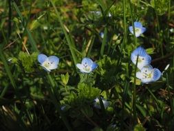 light blue chamaedrys flowers