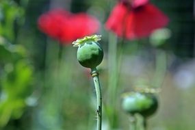 poppy seeds in a bud closeup