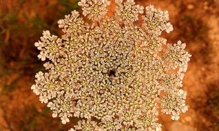 Yarrow Milfoil Flower