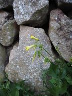 nicotiana glauca or tobacco