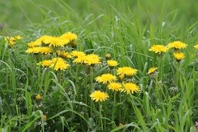 yellow dandelions in green grass