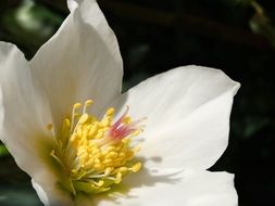 white christmas rose in sunshine