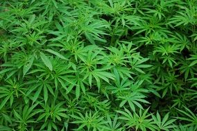marijuana garden