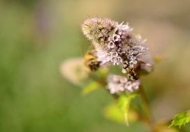 Beautiful peppermint flowers blossom