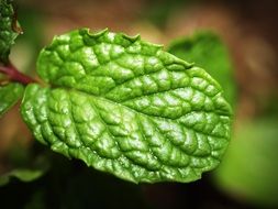 fresh mint leaf close up