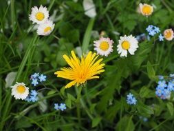 Wildflowers Dandelion