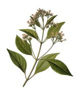 Clipart of Alkaloid branch