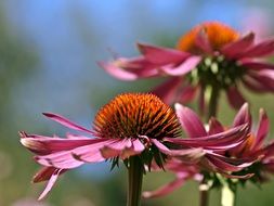 pink echinacea flowers on a blurred background