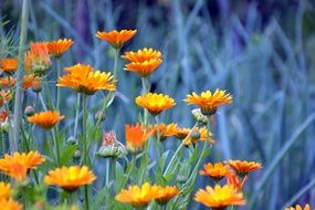 Calendula Plant