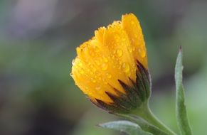 yellow calendula in rain drops close up
