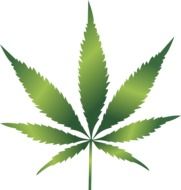 isolated cannabis leaf