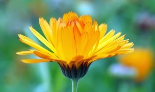 calendula for the manufacture of drugs