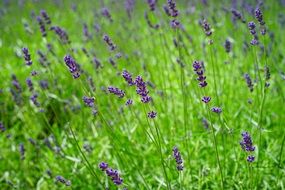 narrow-leaved lavender on a green meadow