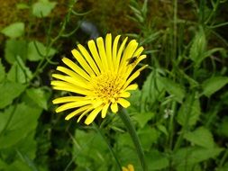 Yellow arnica flowers blossom