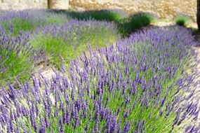 growing lavender