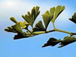 Gingko Leaves Branch