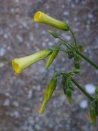 flowering tobacco shrub