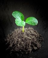 green sprout with root