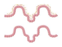 İllustration of gut bacteria