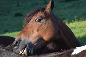 head of a brown horse with a scratch