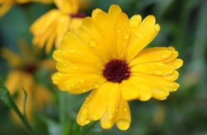 calendula flowers in water drops