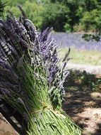 aromatic lavender bouquet