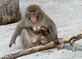 monkey with a cub near a big stick