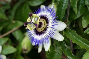 blue Passionflower Flower