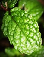 green mint leave