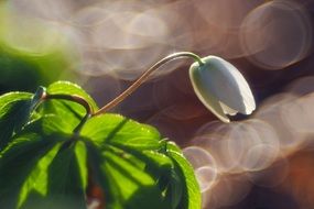 Closeup photo of wood anemone
