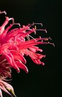 flower of the Indian nettle
