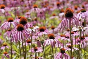 pink Coneflower Flowers