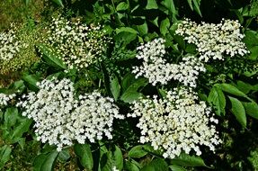 Without Black Herbs