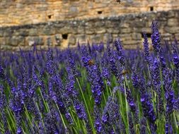 lavender cultivation