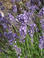 lavender is a medicinal plant