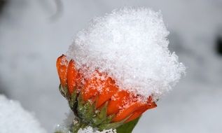 marigold in snow
