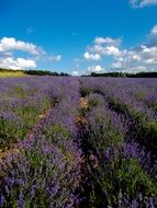 lavender field in Detmold