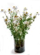 Clipart of Chamomile Flowers