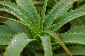 Close-up photo of Waterdrops on a Aloe Vera