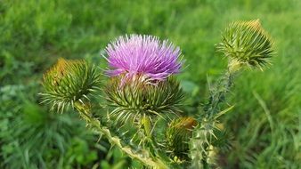 musk thistle in nature